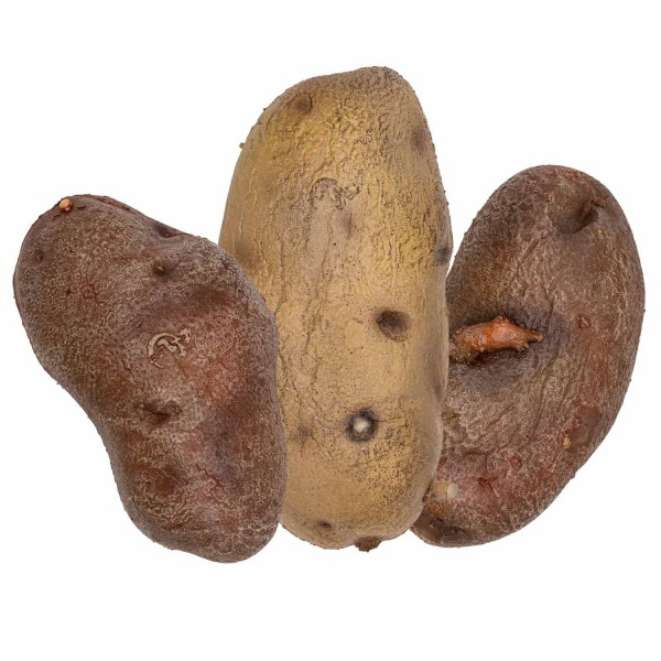 Potato