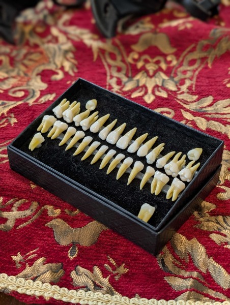 Human Teeth