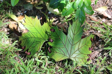 Maple Leaf Bracers (Pair)